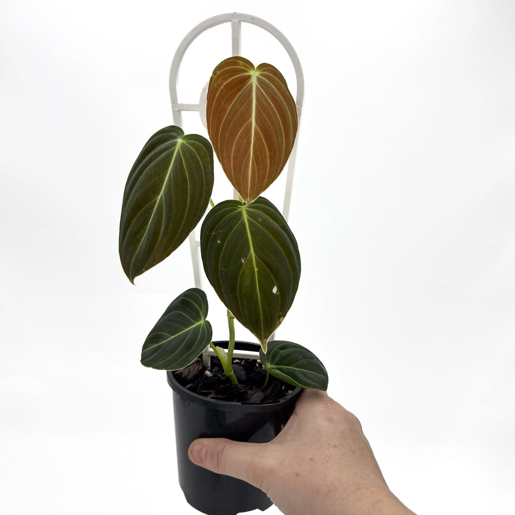 Philodendron melanochrysum 10cm | Indoor Plant | Chalet Boutique - Australia