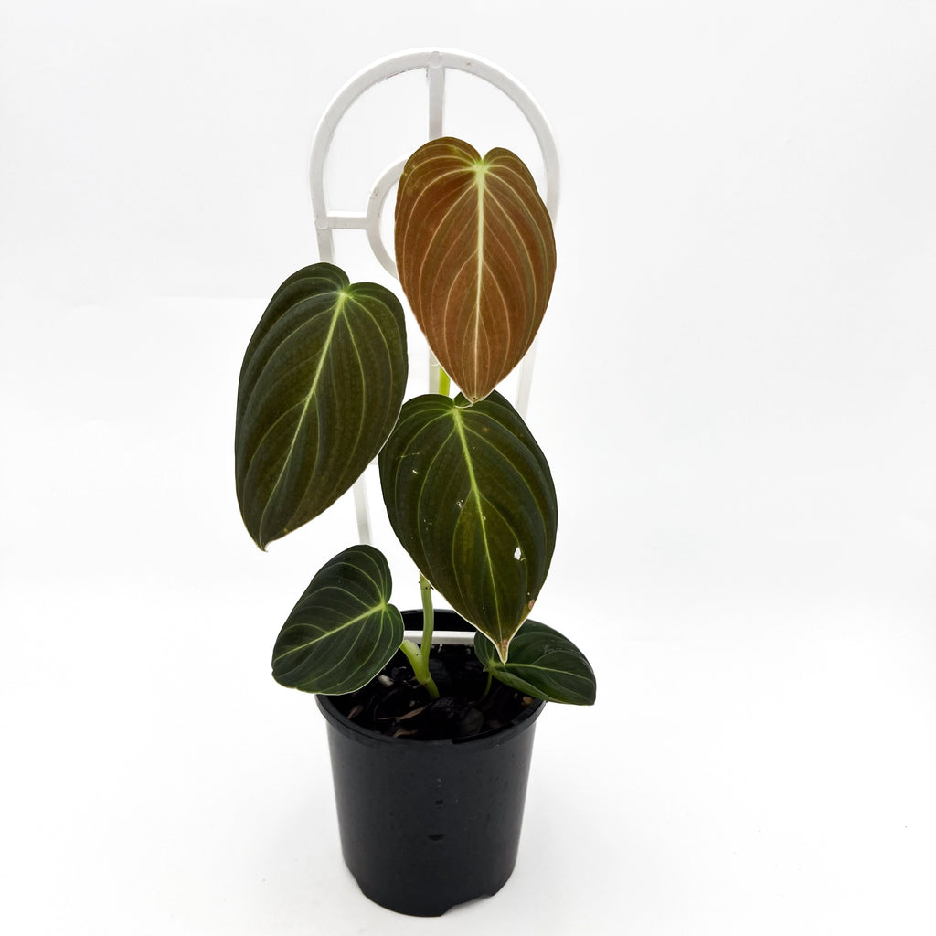 Philodendron melanochrysum 10cm | Indoor Plant | Chalet Boutique - Australia