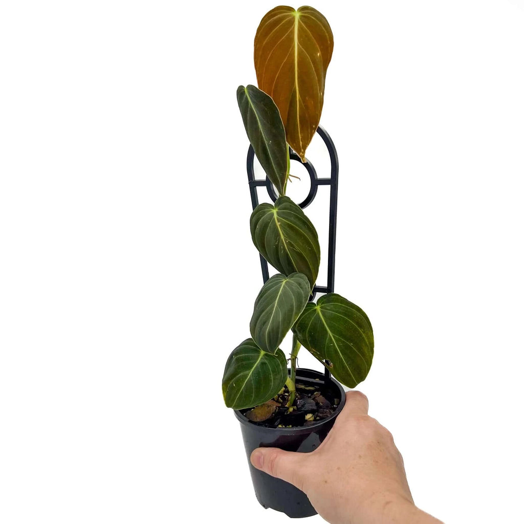 Philodendron melanochrysum | Indoor Plant | Chalet Boutique - Australia