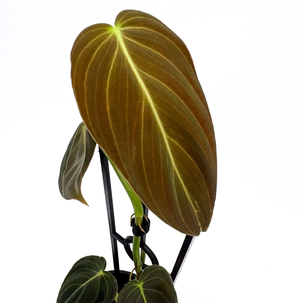 Philodendron melanochrysum | Indoor Plant | Chalet Boutique - Australia