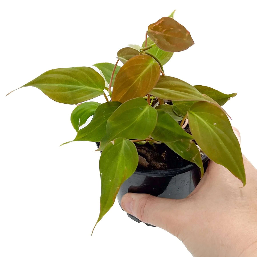 Philodendron Micans | Indoor Plant | Chalet Boutique - Australia