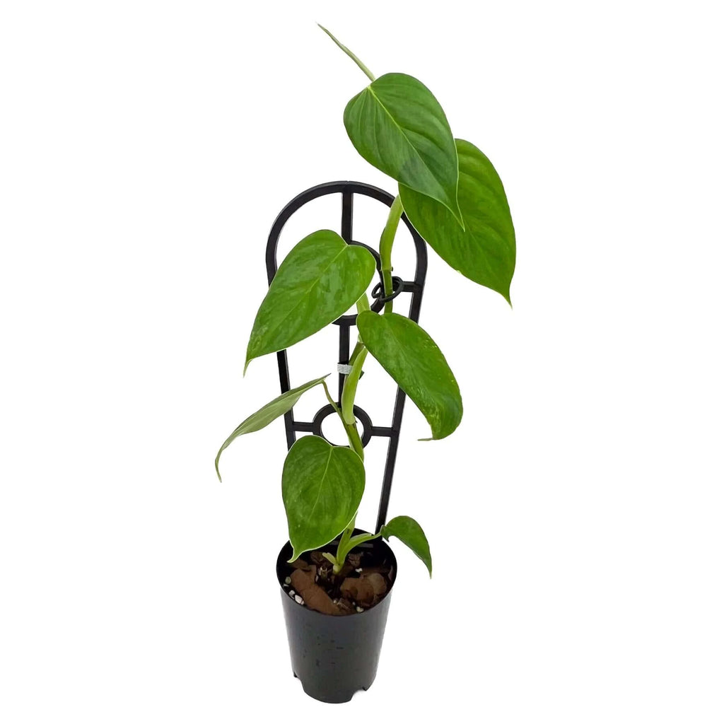 Philodendron ornatum | Indoor Plant | Chalet Boutique - Australia