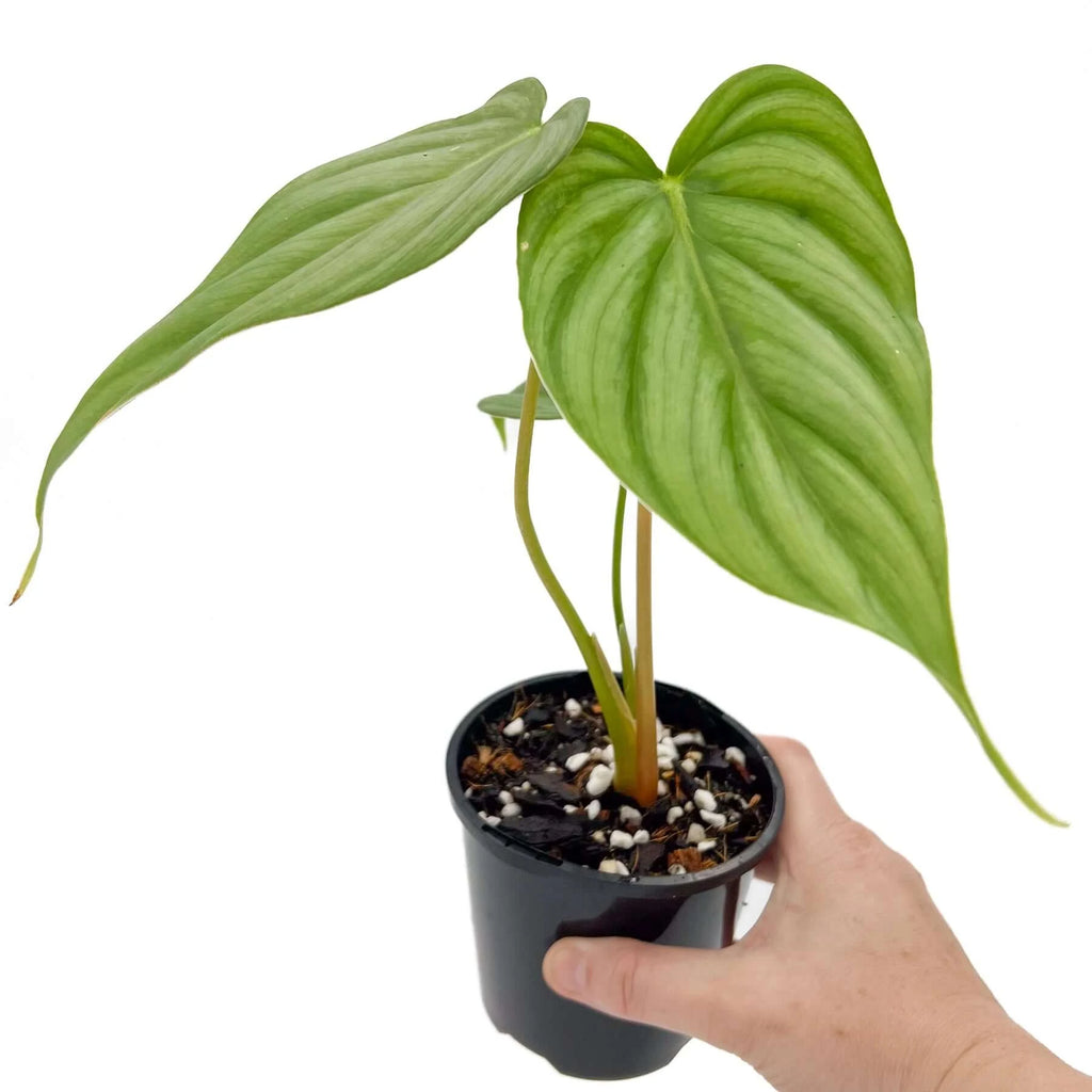 Philodendron Pastazanum | Indoor Plant | Chalet Boutique - Australia