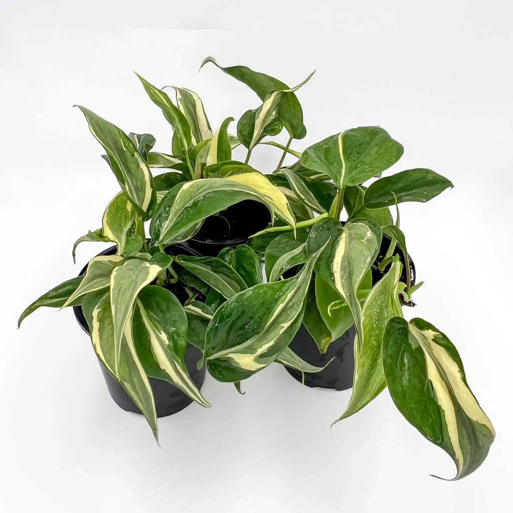 Philodendron hederaceum 'Rio' | Indoor Plant | Chalet Boutique - Australia