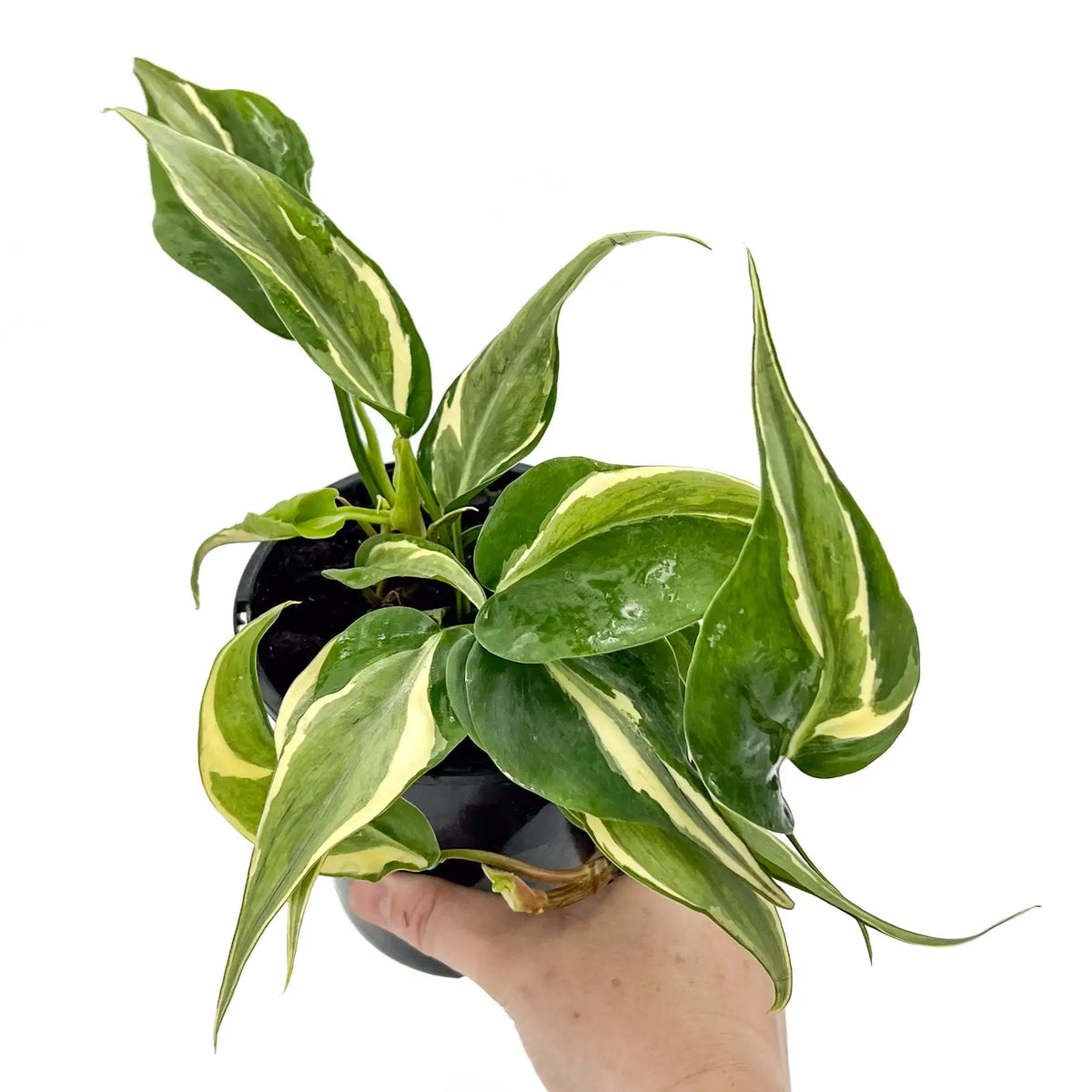 Buy Philodendron hederaceum 'Rio' Online - Rare Indoor Plant
