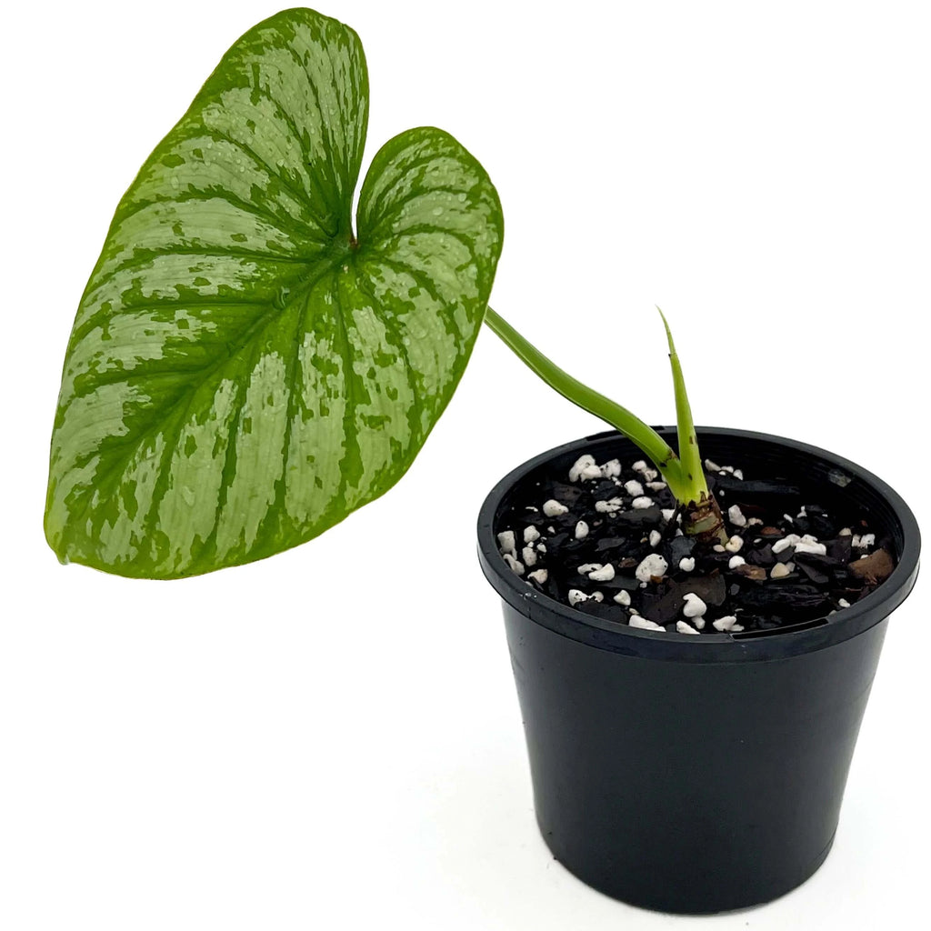 Philodendron mamei ‘Silver Cloud’ | Indoor Plant | Chalet Boutique - Australia