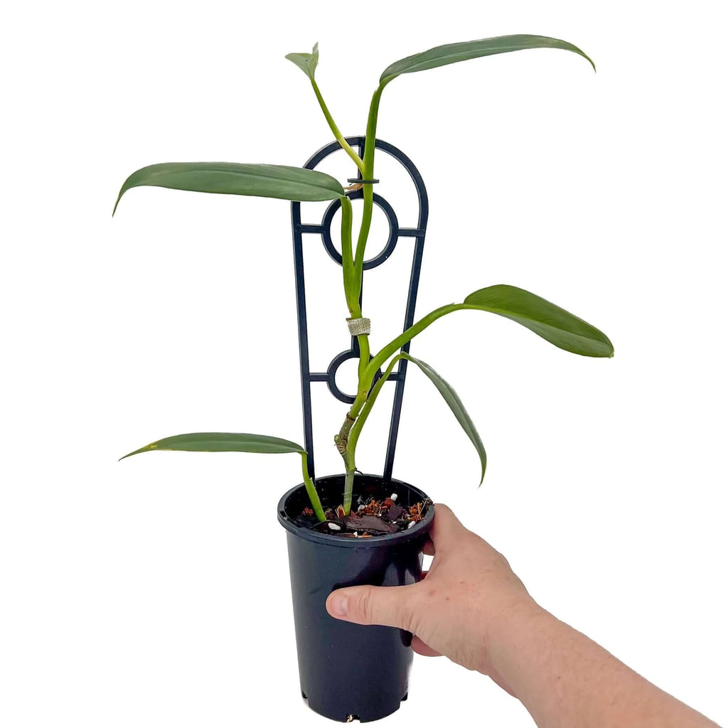 Philodendron 'Silver Snake' | Indoor Plant | Chalet Boutique - Australia