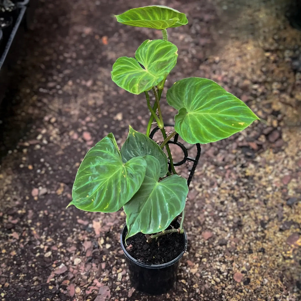 Philodendron verrucosum | Indoor Plant | Chalet Boutique - Australia