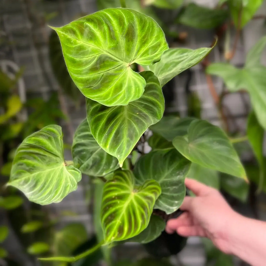 Philodendron verrucosum | Indoor Plant | Chalet Boutique - Australia