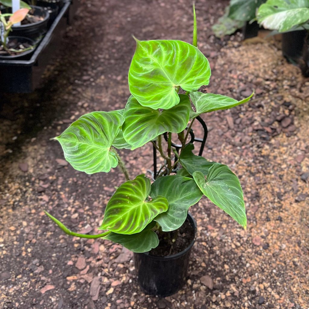 Philodendron verrucosum | Indoor Plant | Chalet Boutique - Australia