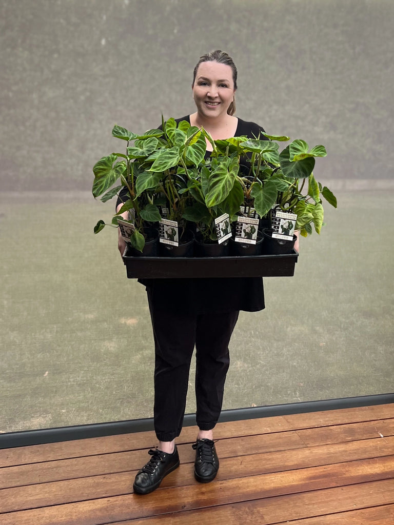 Philodendron verrucosum | Indoor Plant | Chalet Boutique - Australia