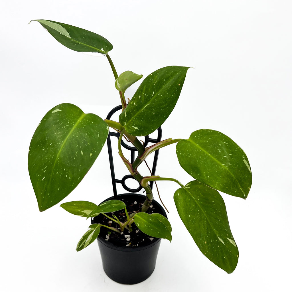 Philodendron 'White Princess' | Indoor Plant | Chalet Boutique - Australia