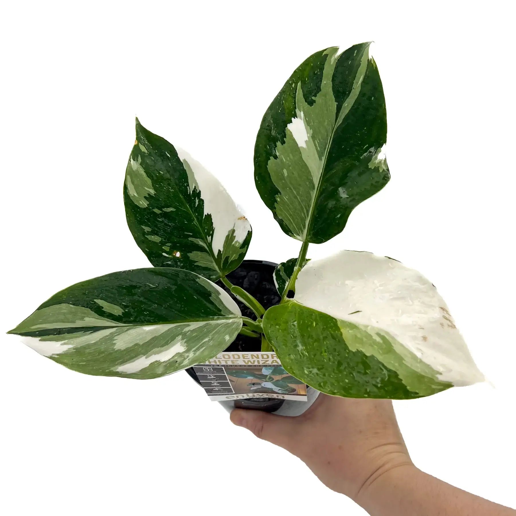 philodendron erubescens australia Philodendron erubescens 'White Wizard'