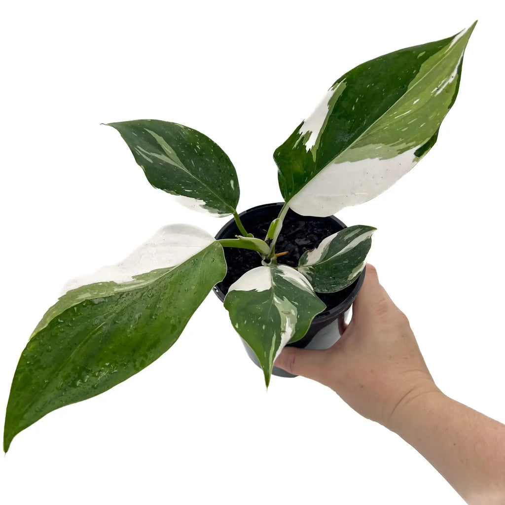 Philodendron erubescens White Wizard | Indoor Plant | Chalet Boutique - Australia