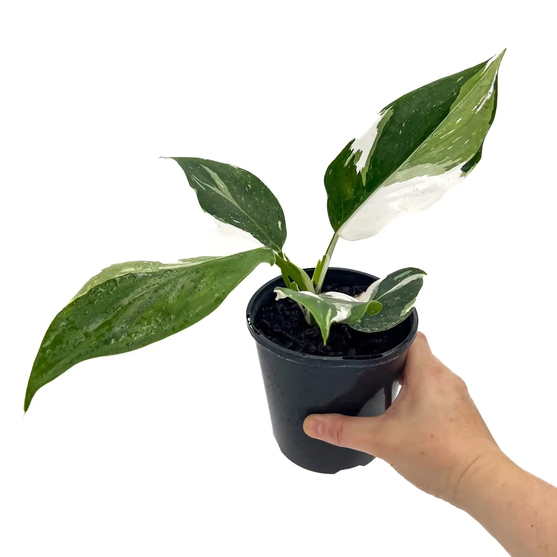 philodendron erubescens australia Philodendron erubescens 'White Wizard'