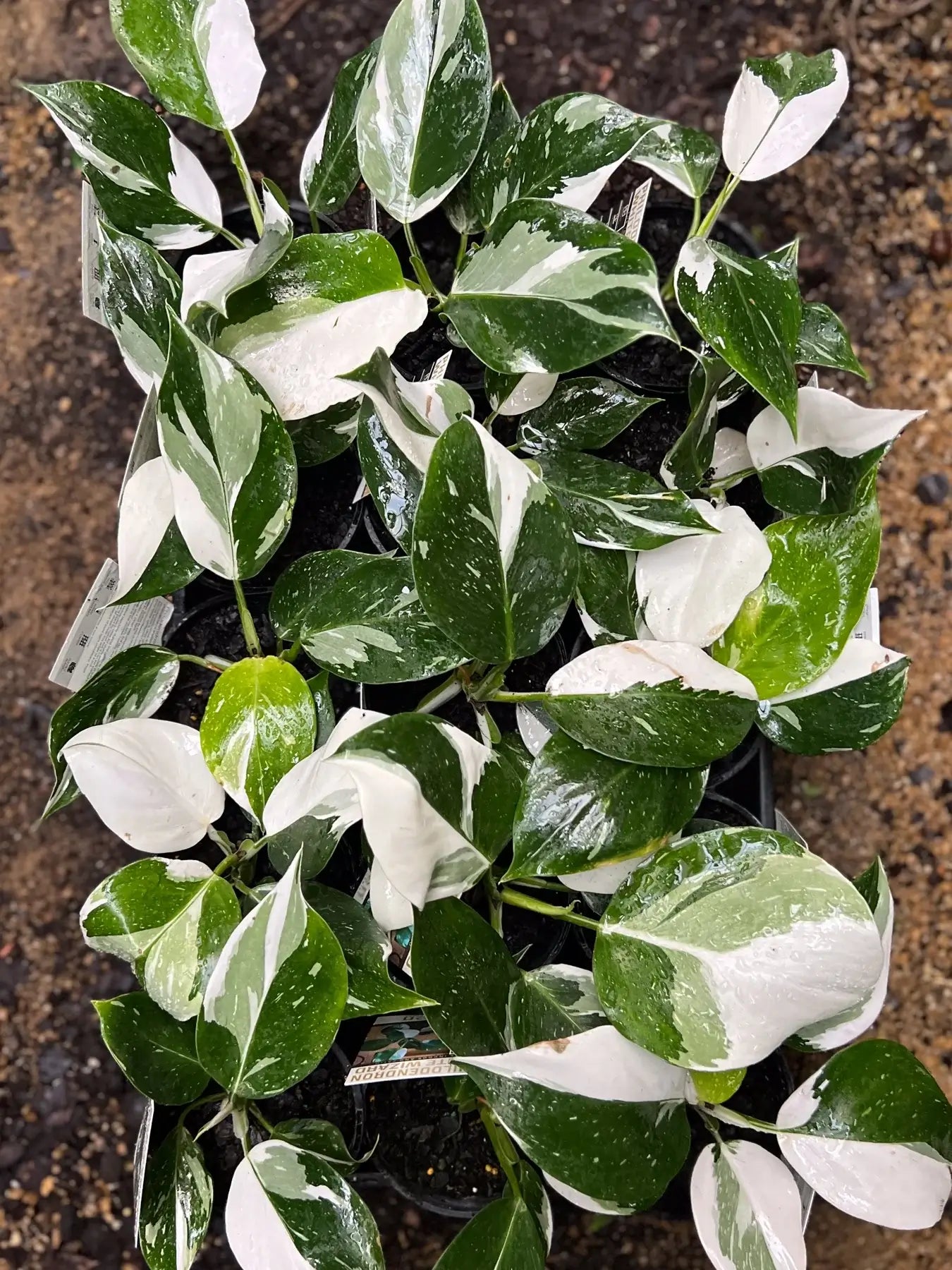 Philodendron erubescens 'White Wizard'