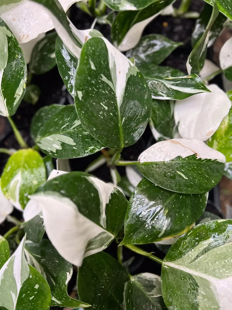 Philodendron erubescens White Wizard | Indoor Plant | Chalet Boutique - Australia