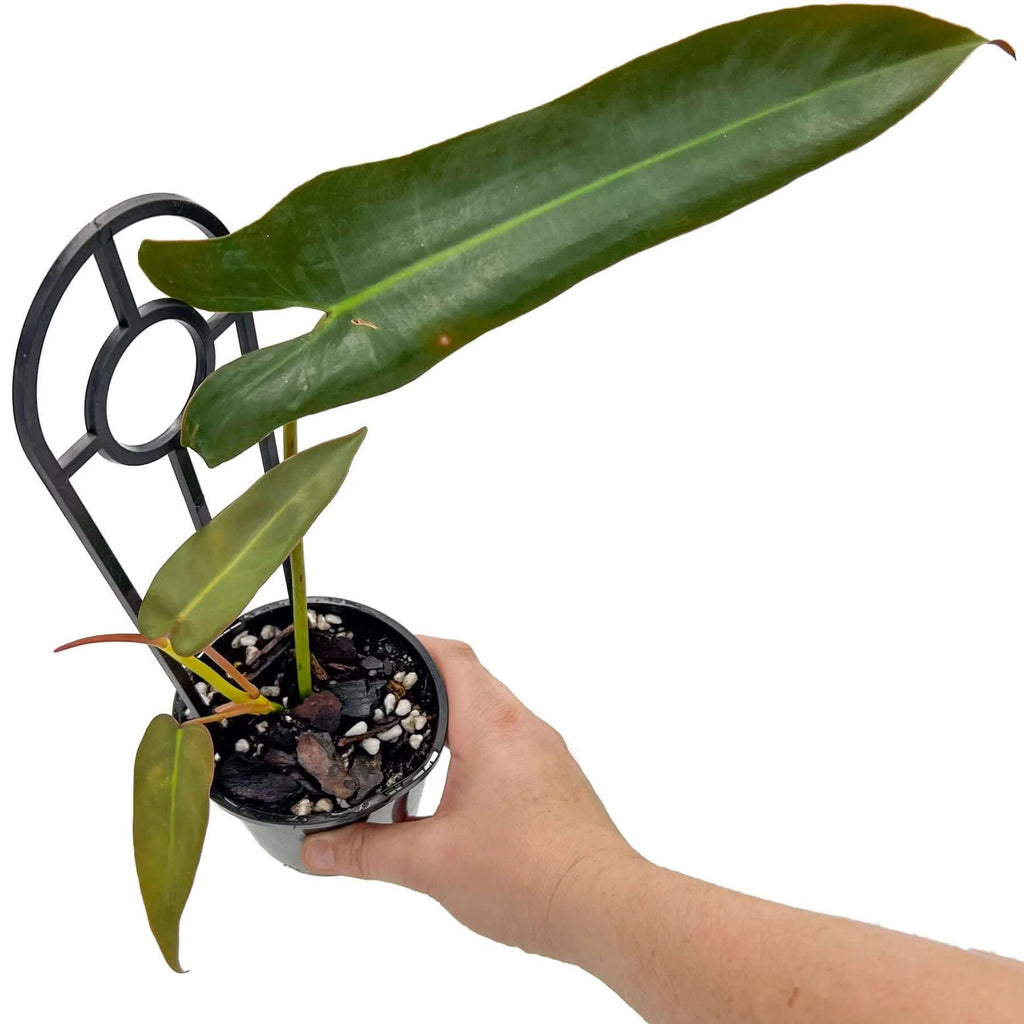 Philodendron atabapoense 'Dark Form' | Indoor Plant | Chalet Boutique - Australia