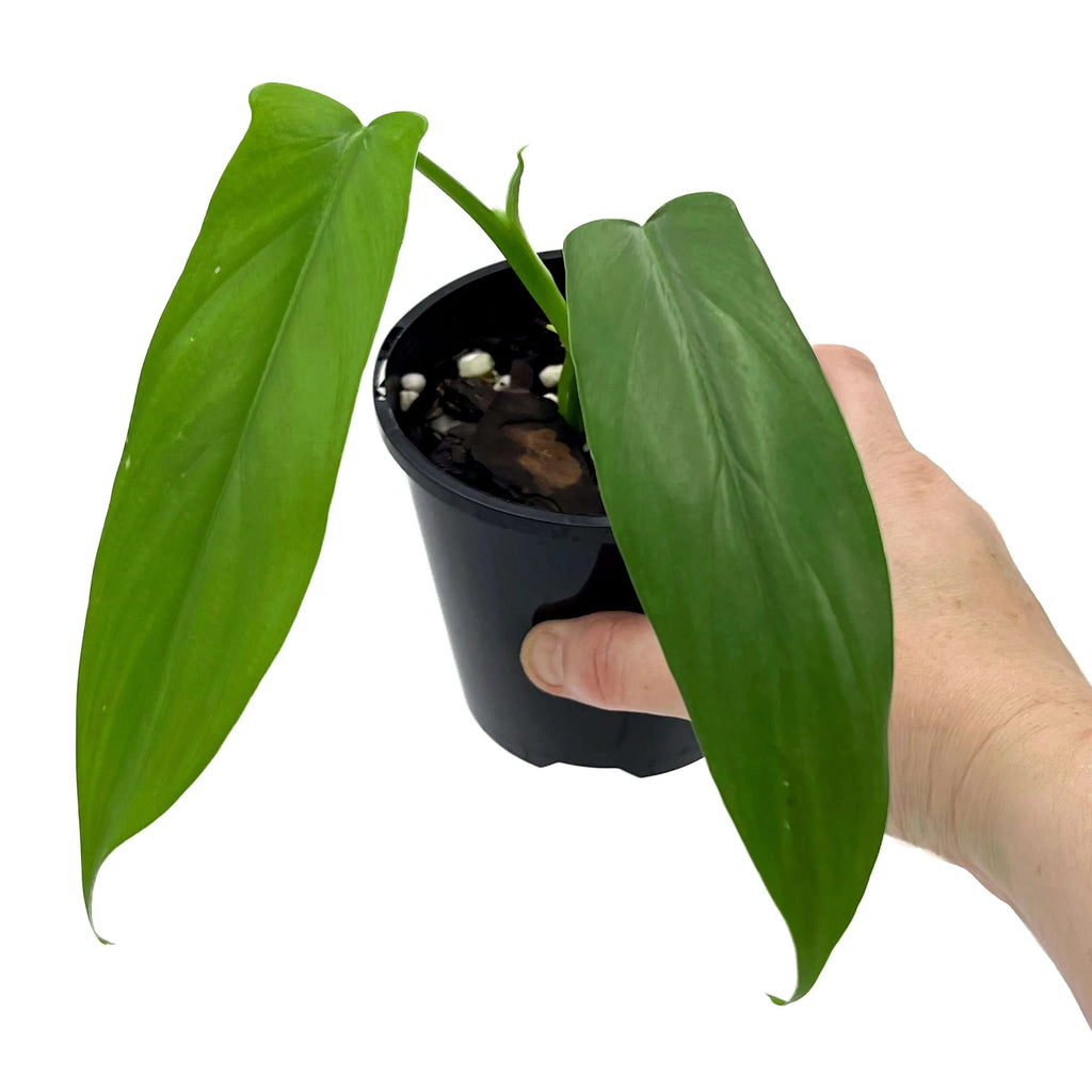 Philodendron bipennifolium 'Horse Head Plant' | Indoor Plant | Chalet Boutique - Australia