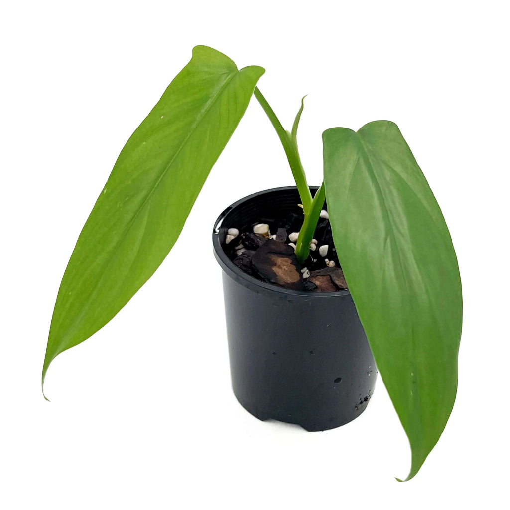 Philodendron bipennifolium 'Horse Head Plant' | Indoor Plant | Chalet Boutique - Australia