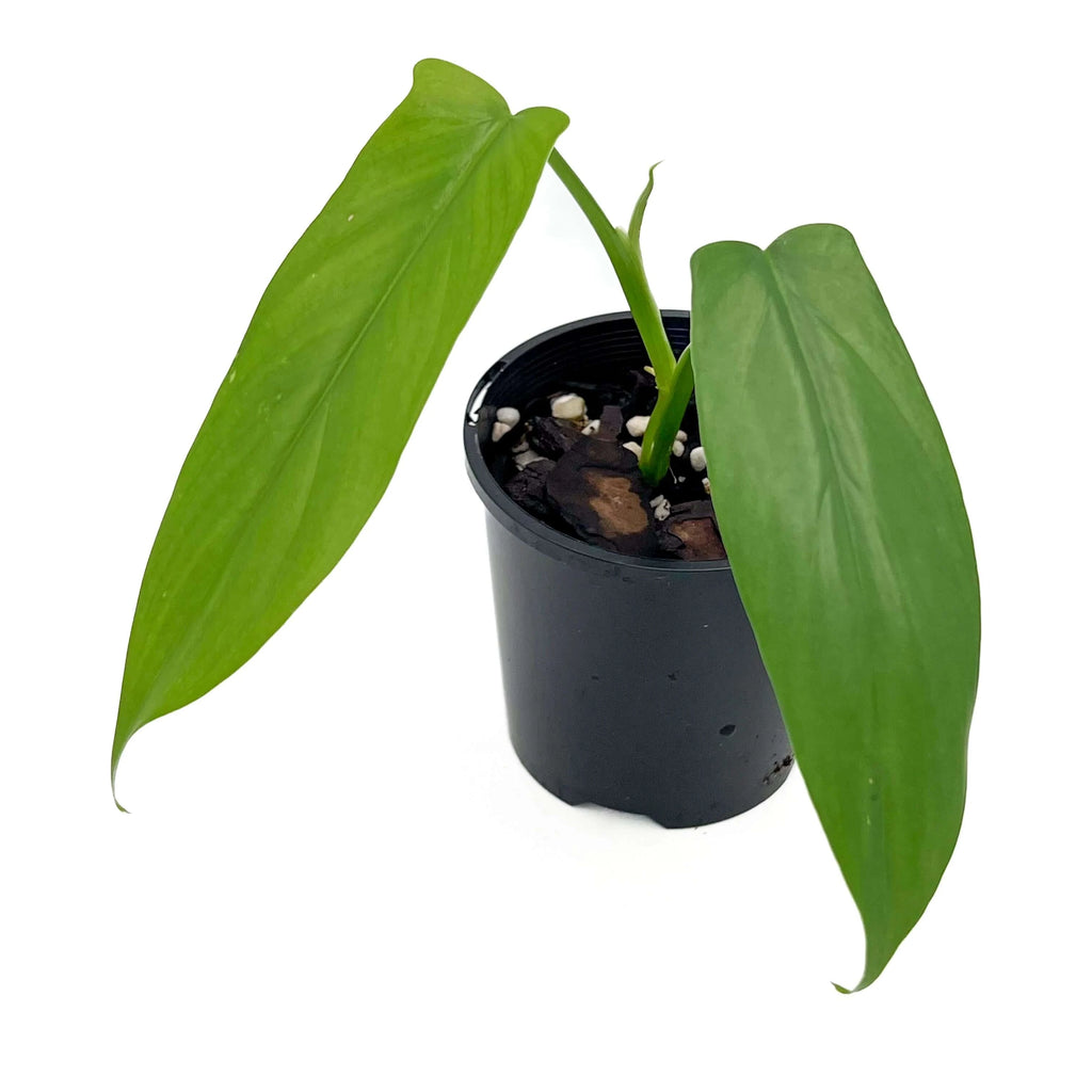 Philodendron bipennifolium 'Horse Head Plant' | Indoor Plant | Chalet Boutique - Australia