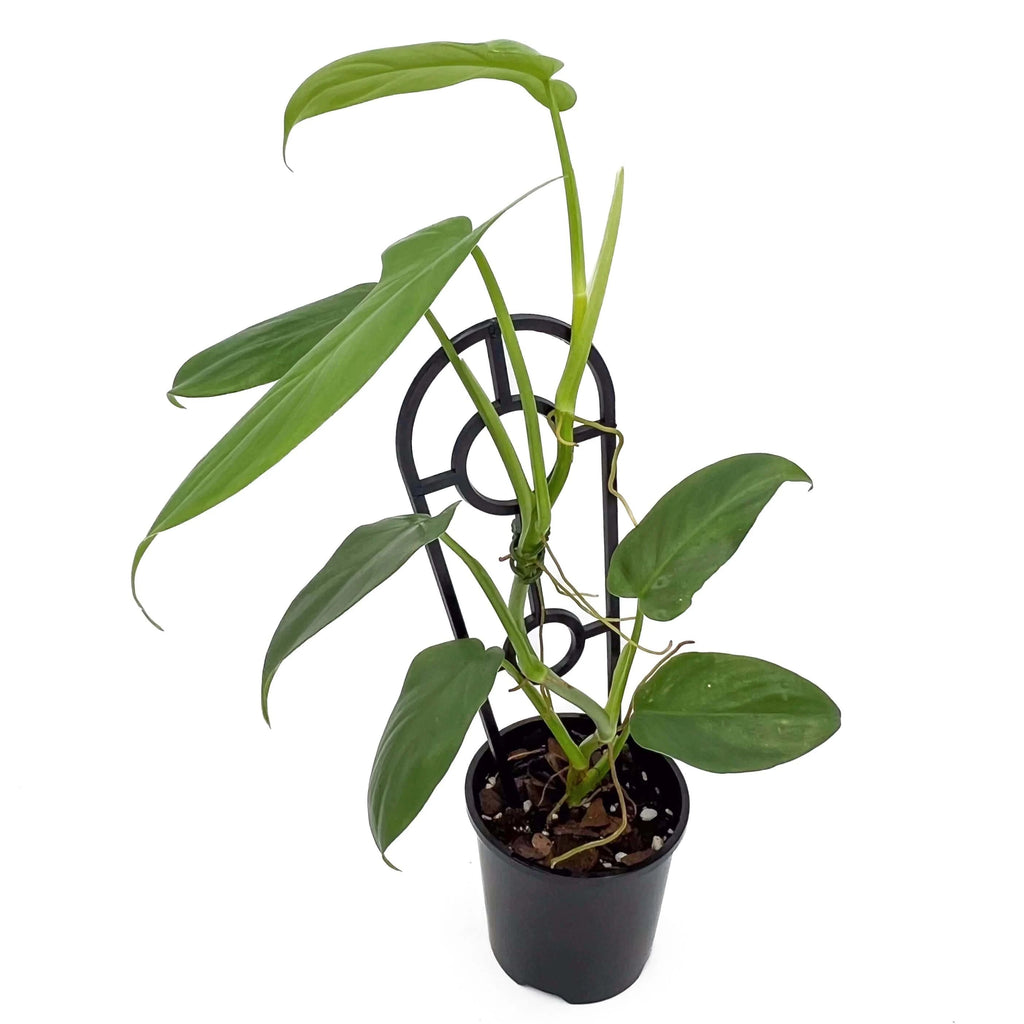 Philodendron bipennifolium 'Horse Head Plant' | Indoor Plant | Chalet Boutique - Australia