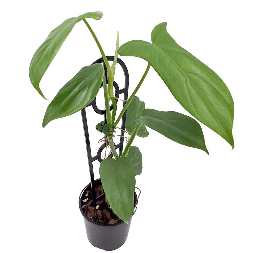 Philodendron bipennifolium 'Horse Head Plant' | Indoor Plant | Chalet Boutique - Australia