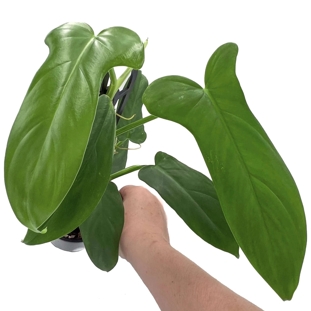 Philodendron bipennifolium 'Horse Head Plant' | Indoor Plant | Chalet Boutique - Australia