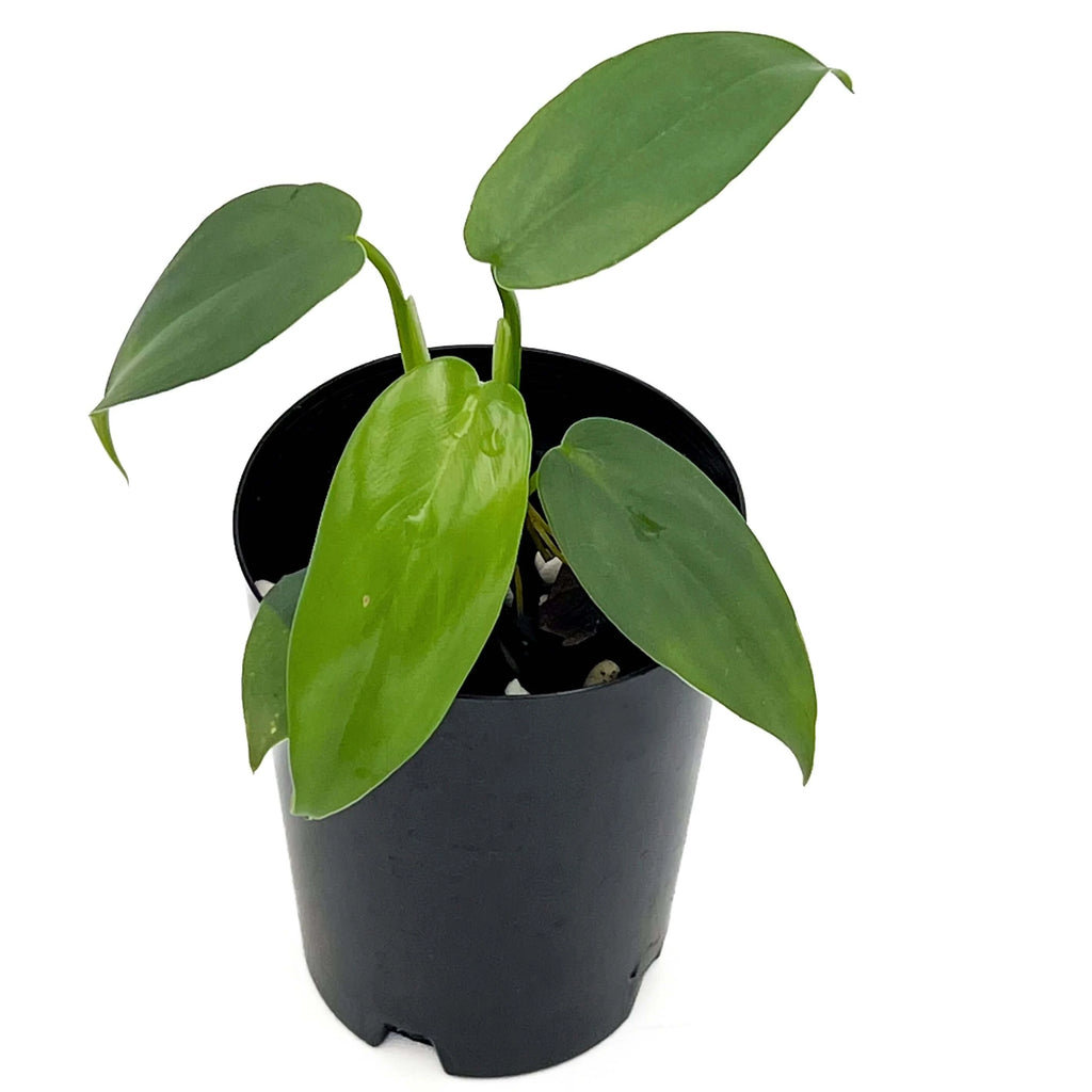 Philodendron bipennifolium 'Horse Head Plant' | Indoor Plant | Chalet Boutique - Australia