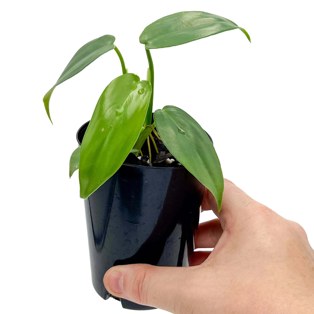 Philodendron bipennifolium 'Horse Head Plant' | Indoor Plant | Chalet Boutique - Australia