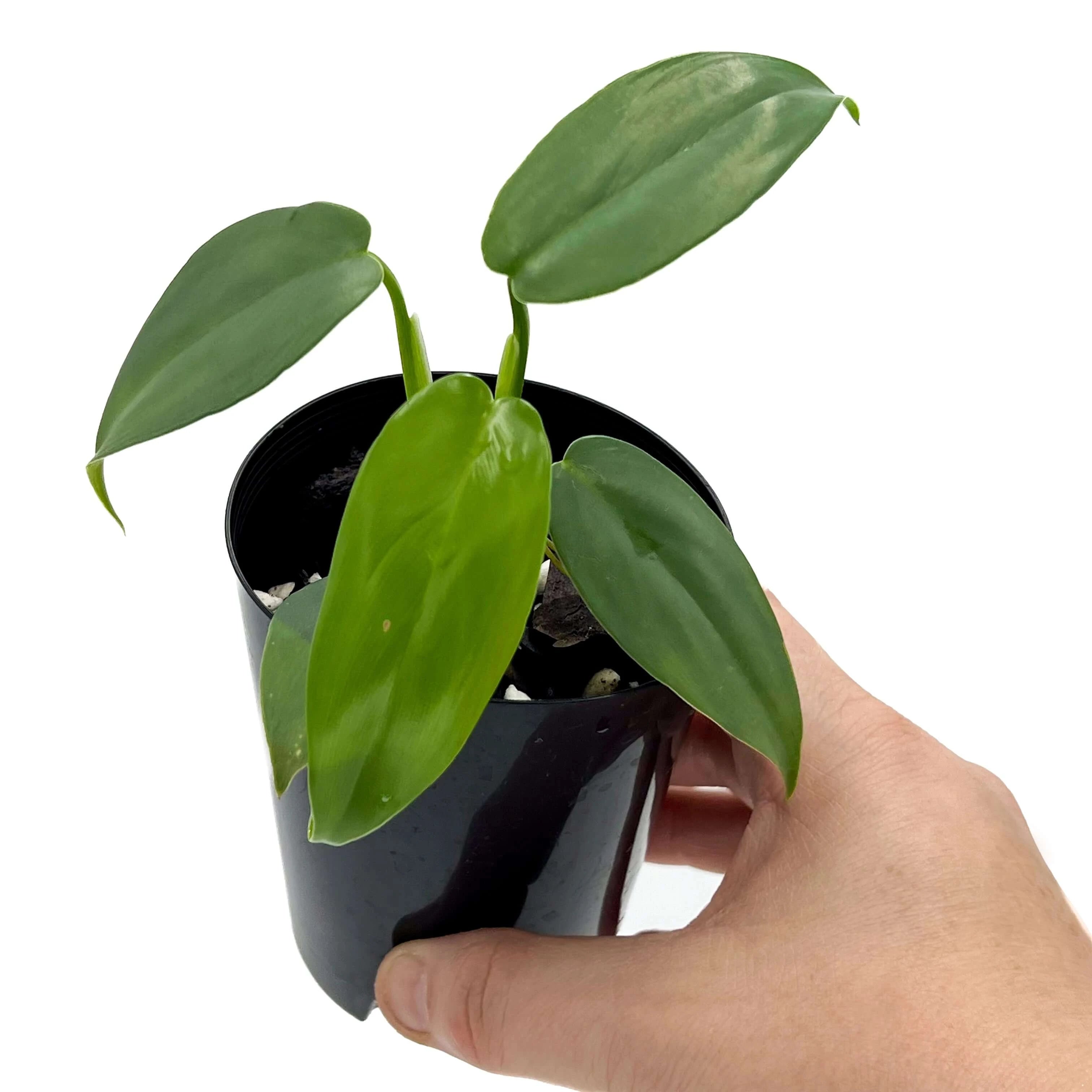 juvenile horsehead philodendron Philodendron bipennifolium