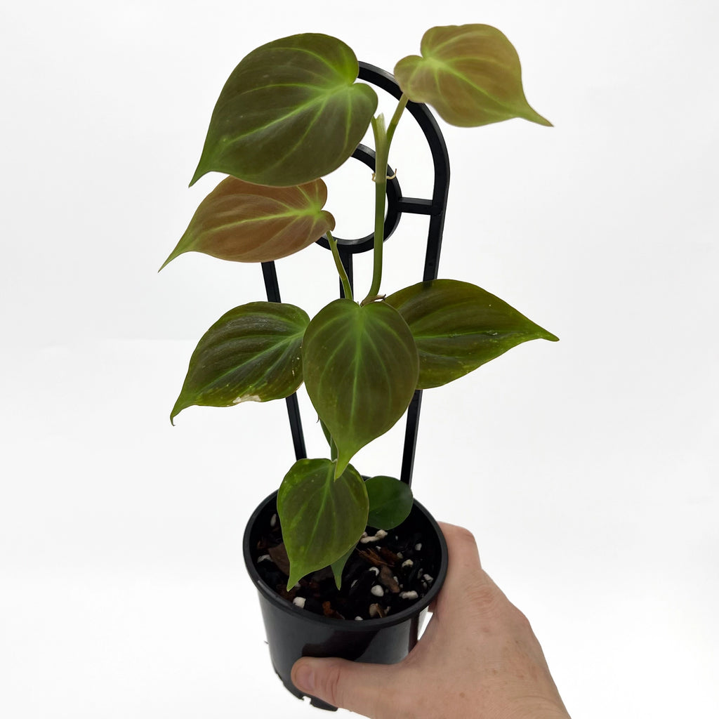 Philodendron camposportoanum | Indoor Plant | Chalet Boutique - Australia