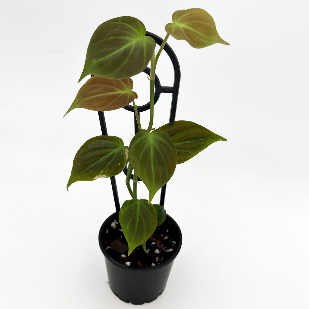 Philodendron camposportoanum | Indoor Plant | Chalet Boutique - Australia