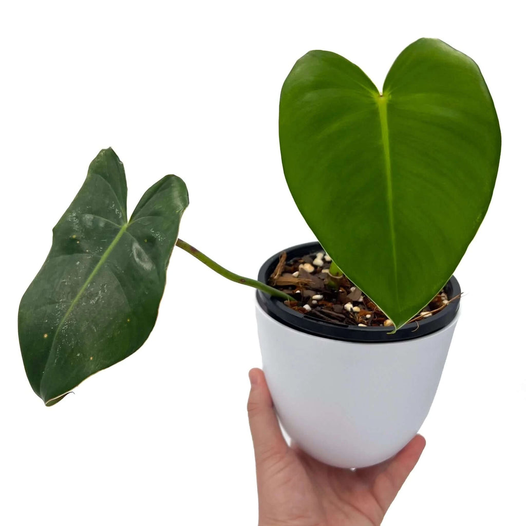 Philodendron cordatum Kunth 'True Heartleaf Philodendron' | Indoor Plant | Chalet Boutique - Australia