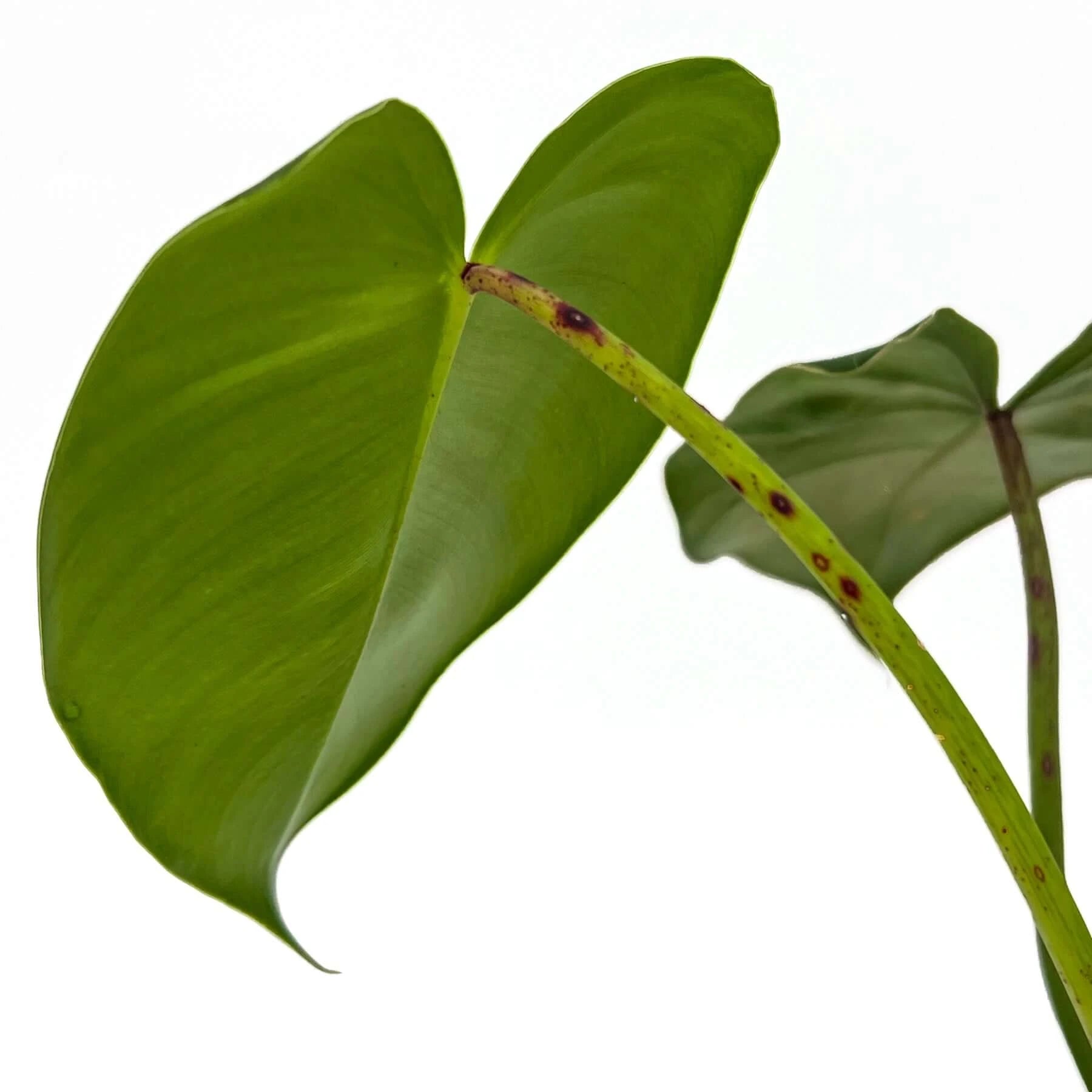 philodendron cordatum ' Rare Philodendron Cordatum Kunth for Sale