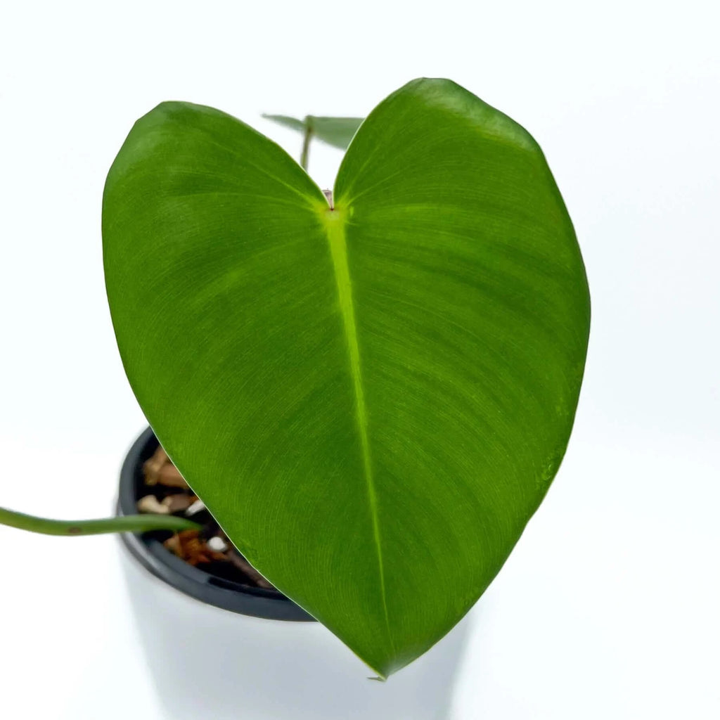 Philodendron cordatum Kunth 'True Heartleaf Philodendron' | Indoor Plant | Chalet Boutique - Australia