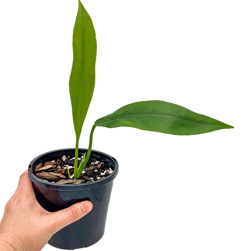 Philodendron crassinervium | Indoor Plant | Chalet Boutique - Australia