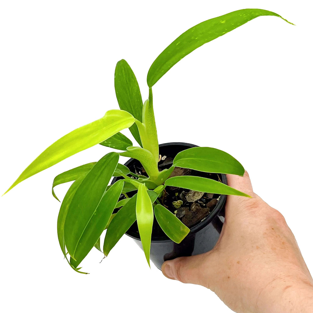 Philodendron panduriforme | Indoor Plant | Chalet Boutique - Australia