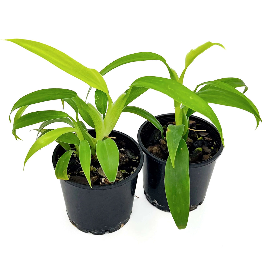 Philodendron panduriforme | Indoor Plant | Chalet Boutique - Australia