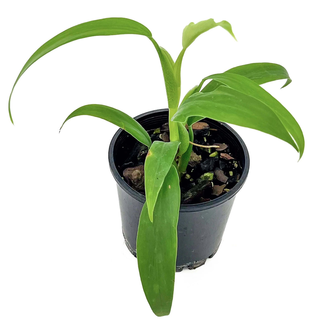 Philodendron panduriforme | Indoor Plant | Chalet Boutique - Australia