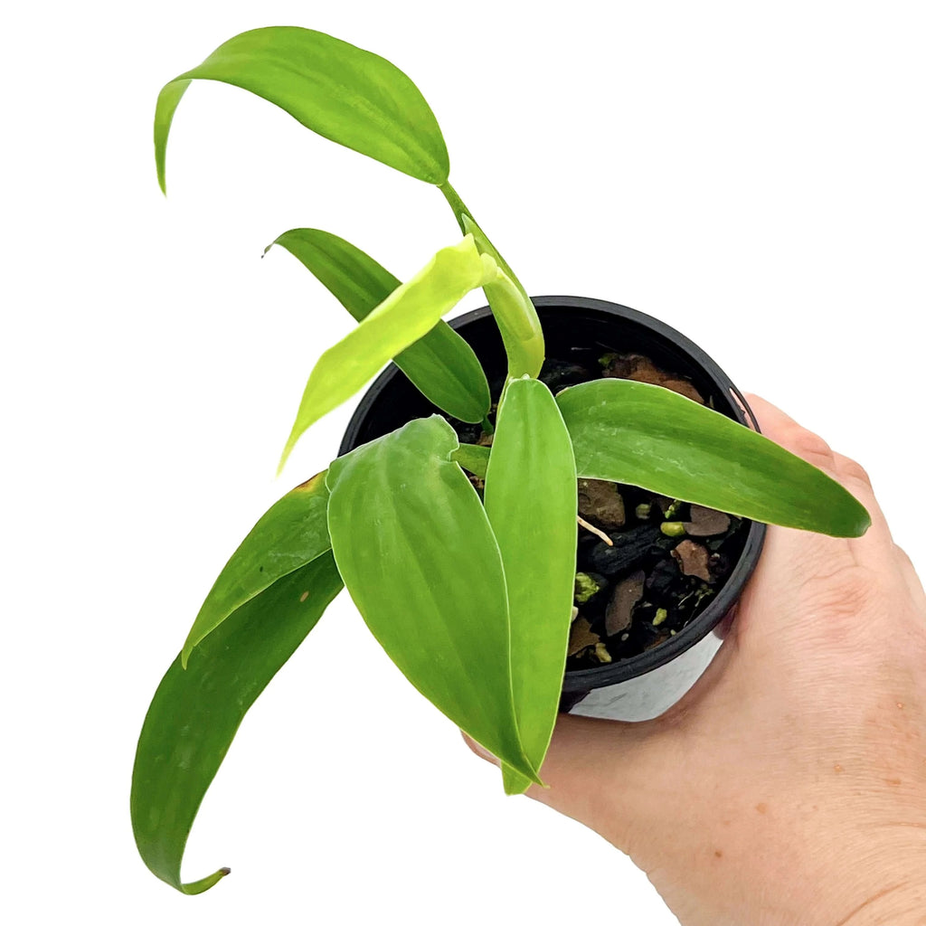 Philodendron panduriforme | Indoor Plant | Chalet Boutique - Australia