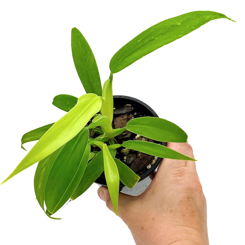 Philodendron panduriforme | Indoor Plant | Chalet Boutique - Australia