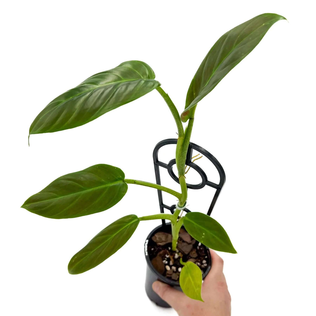 Philodendron Subhastatum | Indoor Plant | Chalet Boutique - Australia