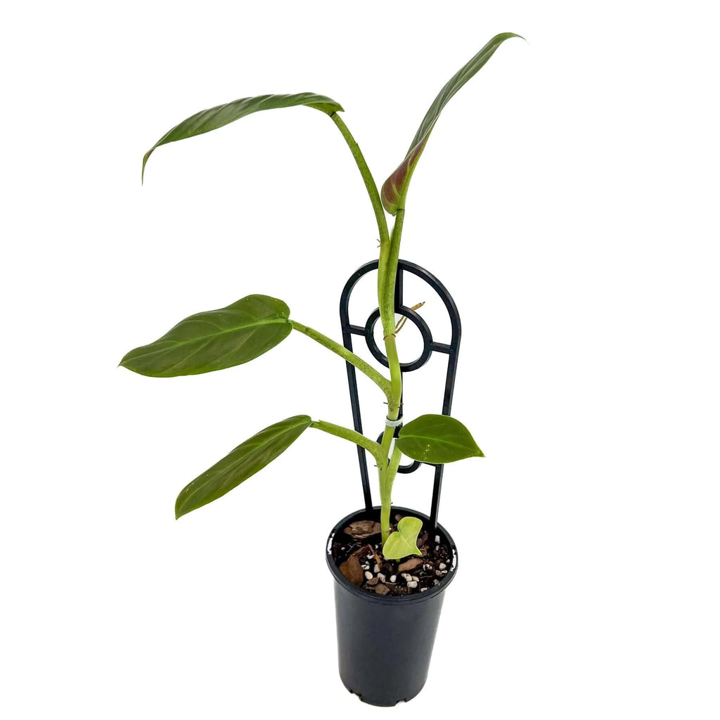 Philodendron Subhastatum | Indoor Plant | Chalet Boutique - Australia