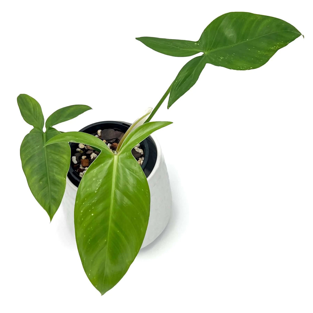 Philodendron tripartitum | Indoor Plant | Chalet Boutique - Australia