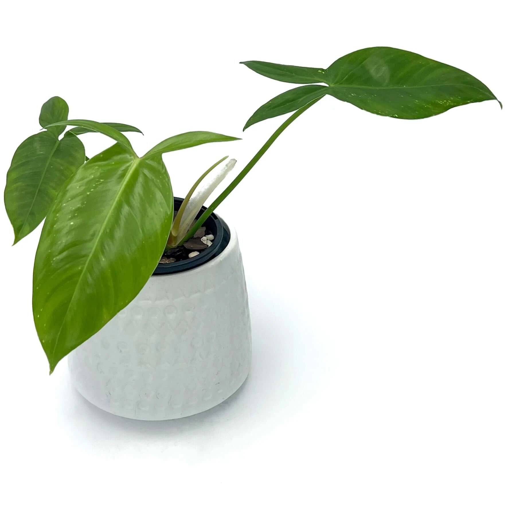 philodendron tripartitum juvenile Buy Philodendron Tripartitum