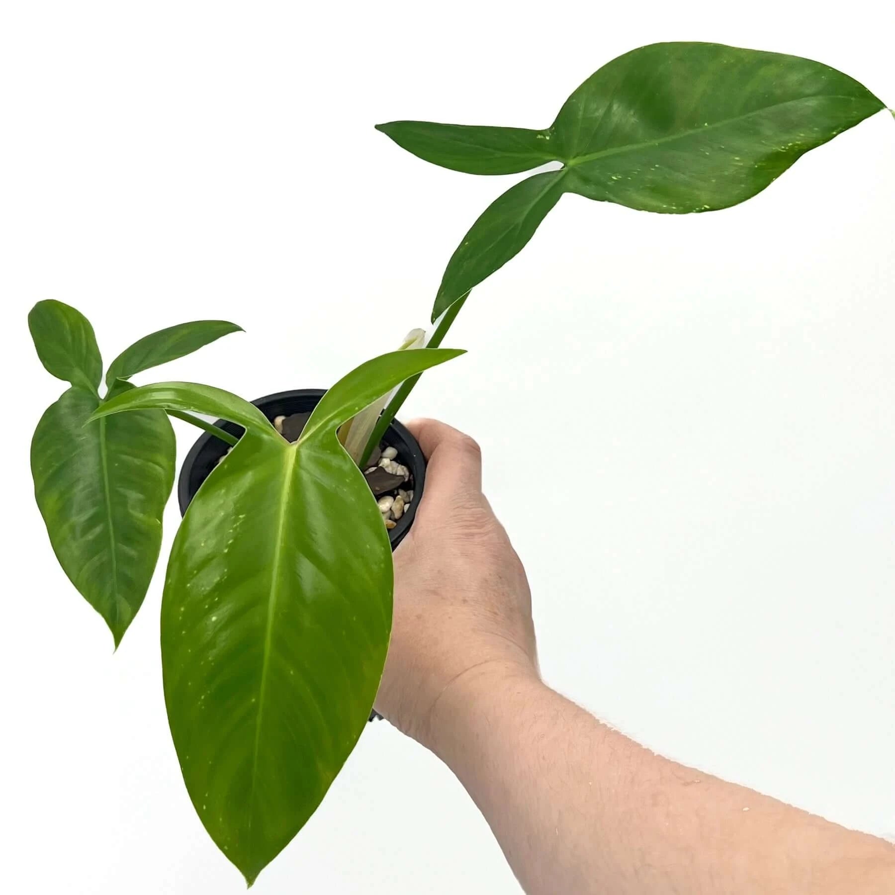 Buy Philodendron Tripartitum