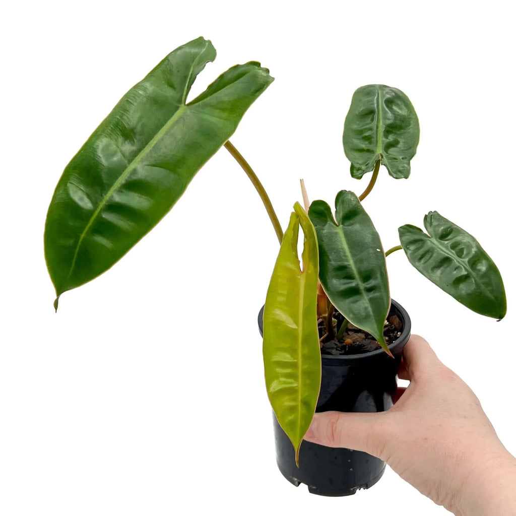 Philodendron Billietiae | Indoor Plant | Chalet Boutique - Australia
