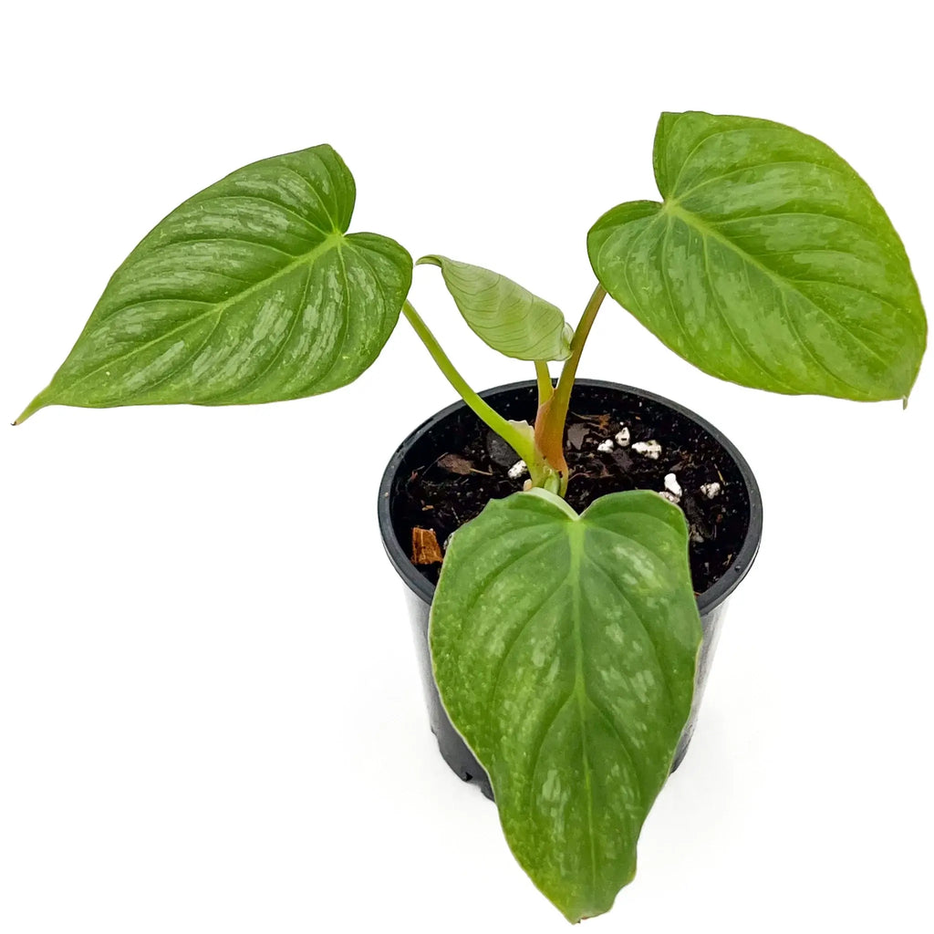 Philodendron mamei x Dean McDowell hybrid plant in black pot, showcasing vibrant green foliage. Buy indoor plants online at Chalet Boutique, Australia.