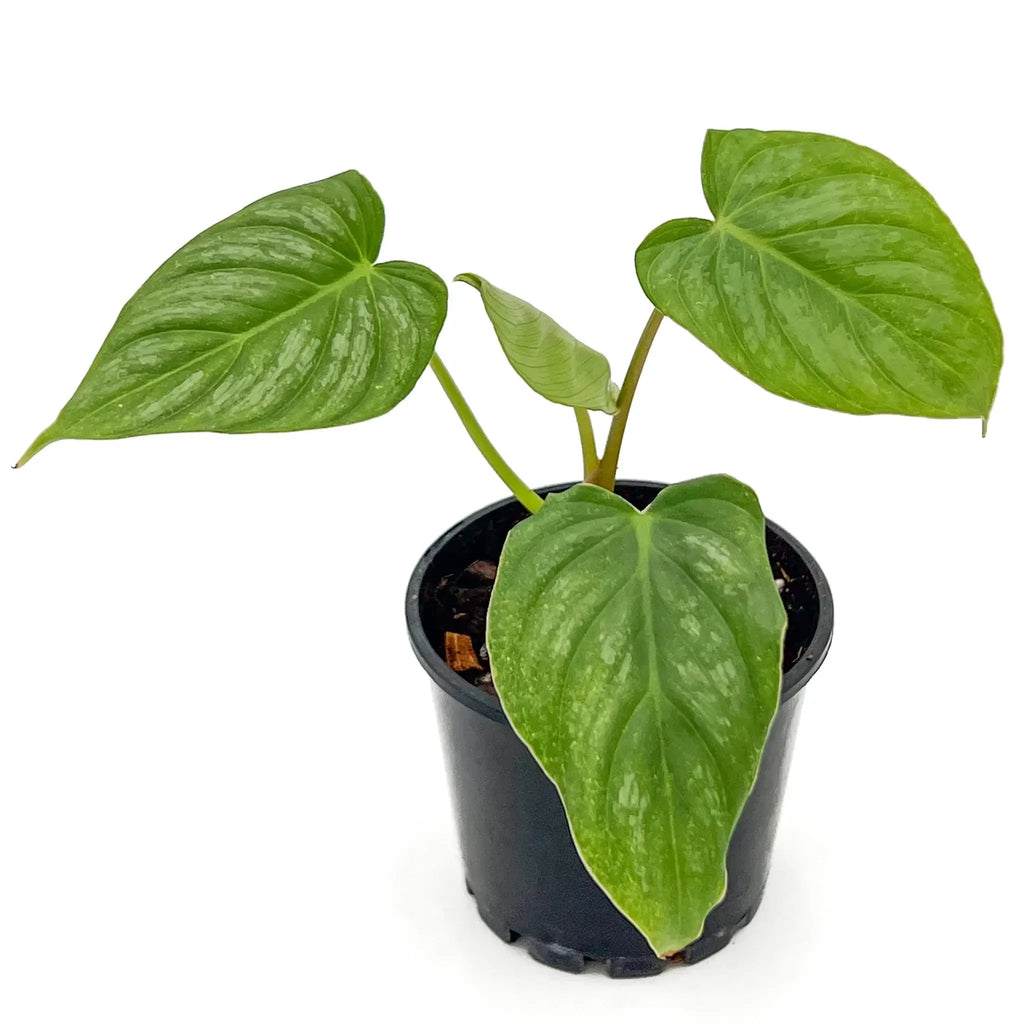Philodendron mamei x Dean McDowell in a black pot, showcasing unique textured leaves, available at Chalet Boutique, Australia.